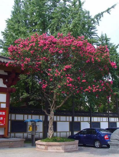 摄影:满眼红花的紫薇树