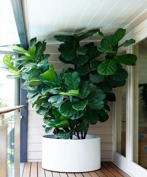 居家养绿植有这么多的学问,怪不得一直连个绿萝都养不好