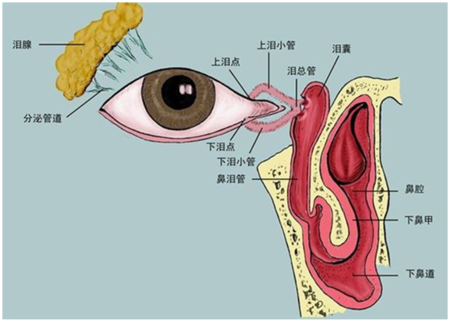 冲洗泪道的时候针头碰不到骨壁什么意思