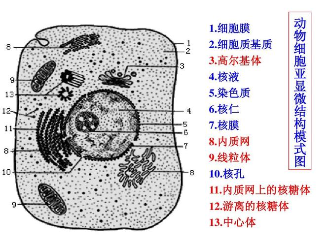 2015高三生物一轮复习细胞器