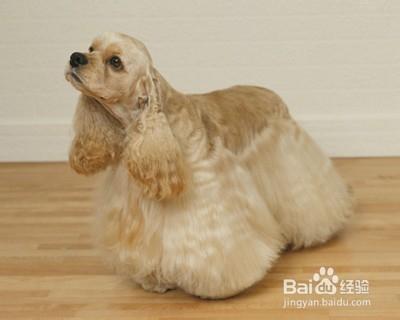 怎么挑选可卡犬