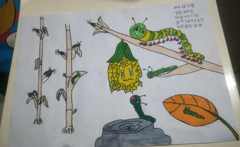 《昆虫记》绘本之毛毛虫