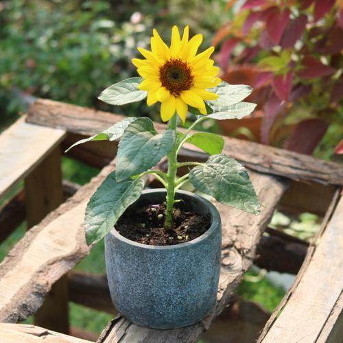 花苗带花矮化盆栽植物岁月阳台光辉向日葵向阳花盆栽向日葵花卉发