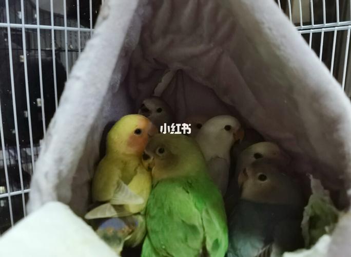 牡丹_手养牡丹鹦鹉_宠物_宠物其他