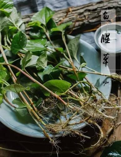 每日一药|鱼腥草