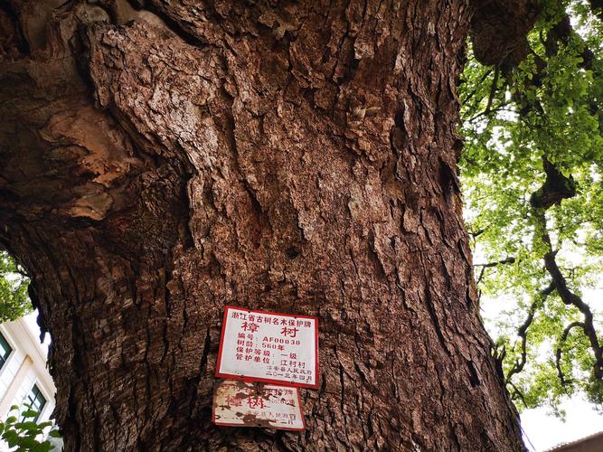 走进百源之里商桐山
