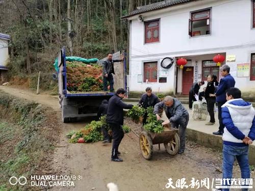 织金县黑土镇梭刚村,水晶白茶,极白茶,奶白茶自2020年1月落户该村