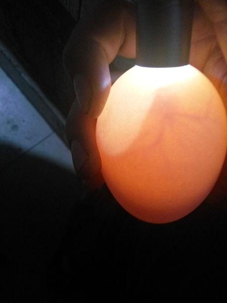 鹅蛋里有水 是黄色的 一下图片是照出来的 这是蛋里照出来的 解答 这