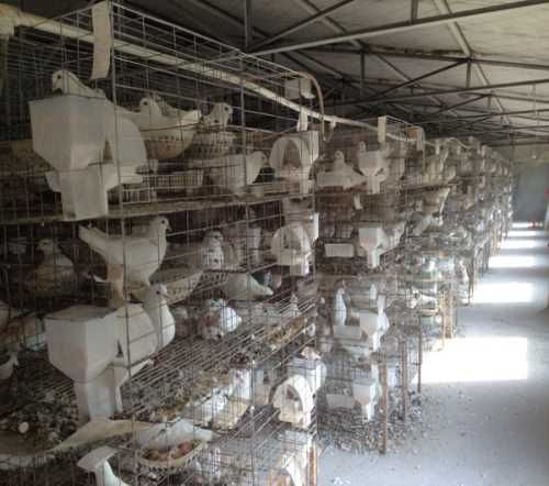 肉鸽种鸽养殖加盟_肉鸽种鸽养殖技术培训