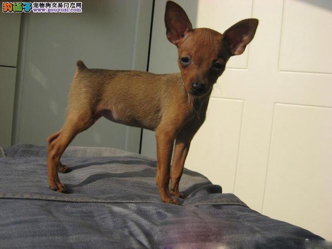 出售精品德国纯种自然无尾(铁包金/棕色)小鹿犬保证