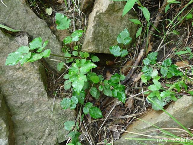 拐芹又叫拐芹当归,它是当归属,芹亚