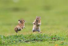 科考队员了解到,草原上的鹰一类的猛禽是兔鼠的天敌.