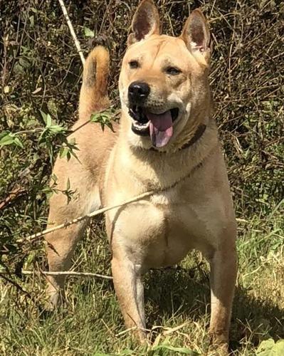 广西猎犬一种不为人知的犬种中华田园犬中的狩猎王者