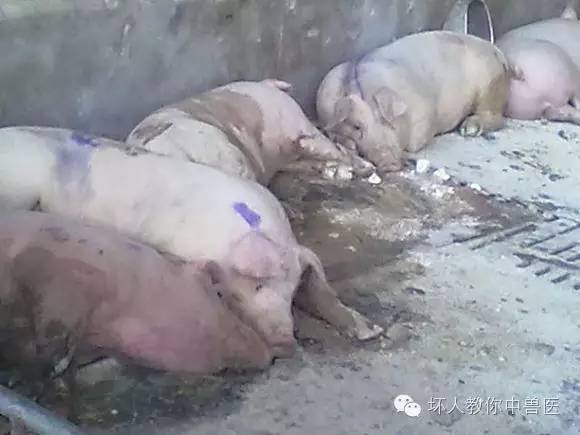 猪口蹄疫中兽医辩证及防治思路