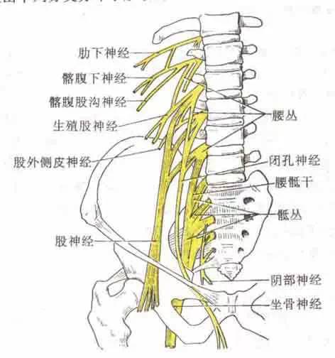 腰椎神经根压迫治疗