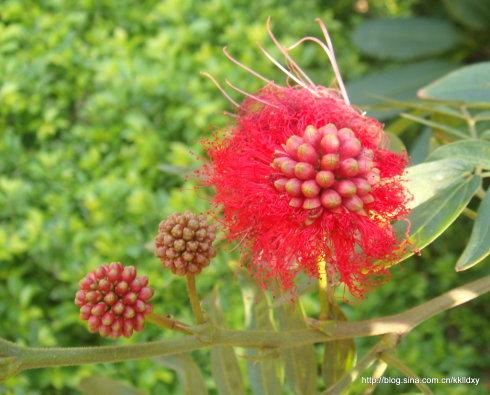 小寒时见的合欢花,大寒时拥有着果实