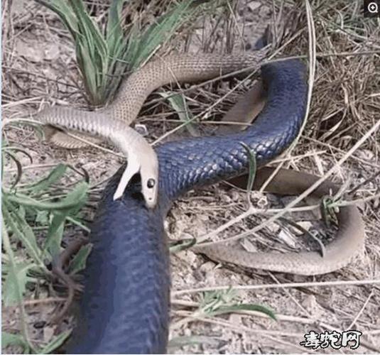 【东部拟眼镜蛇】东部拟眼镜蛇图片资料,品种简介