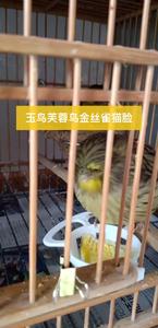 玉鸟芙蓉鸟彩色金丝雀克莱斯特猫头鹰德国大红袍红桂皮小格鲁斯特