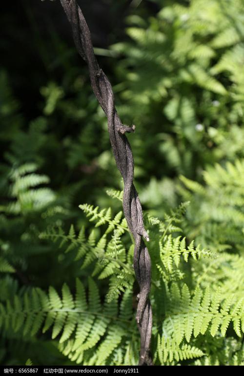 缠绕的树藤