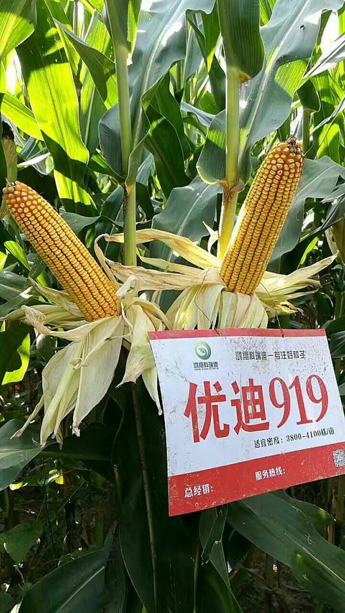 优迪919,喜获丰收,遍地黄金.与您结缘!