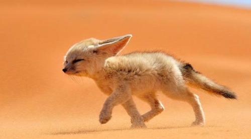 世界上五大最可爱的动物:羊驼排第二,龙猫垫底?