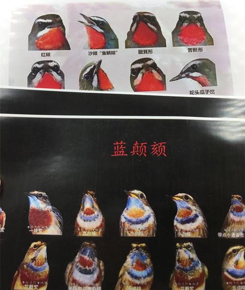 图谱鸟笼鸟具靛颏红靛蓝点6张一套鸣鸟笼子