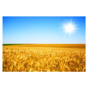 金色麦田秋天丰收图麦穗美景田野自然风景金黄秋收装饰挂画贴画 l 13