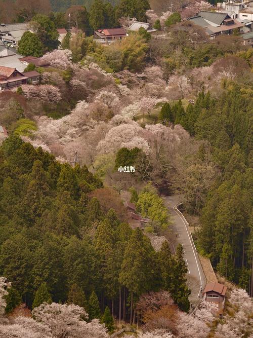 20210330 日本的樱花 "奈良县吉野山"_樱花_日本_摄影