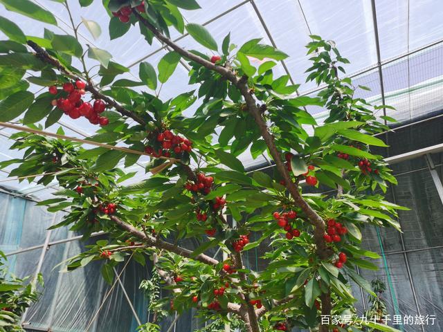 把大樱桃树养在大棚里应该是烟台人服务全国吃货的一大发明.