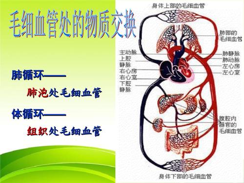 七年级下册生物:血液循环.ppt 16页