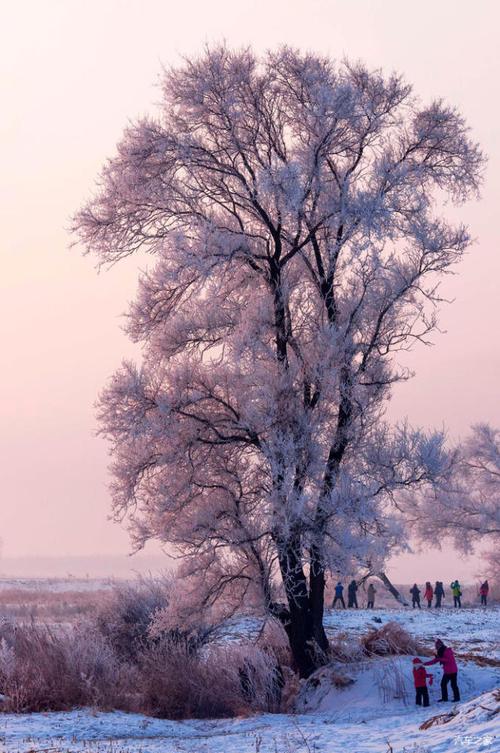 "来电"之旅#银装素裹的雾凇岛