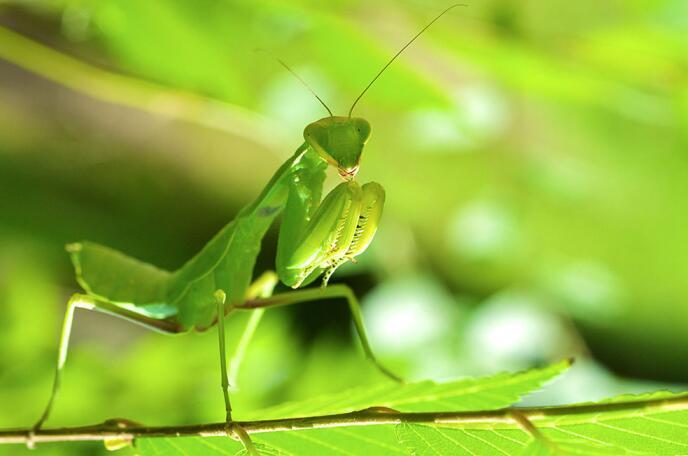 200公斤的螳螂,和200公斤的老虎,哪个更厉害?