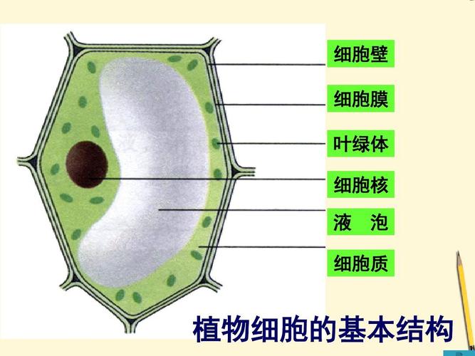 七年级生物上册《植物细胞的结构和功能》课件_苏教版