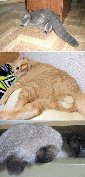 为什么猫咪的蛋蛋都这么萌.