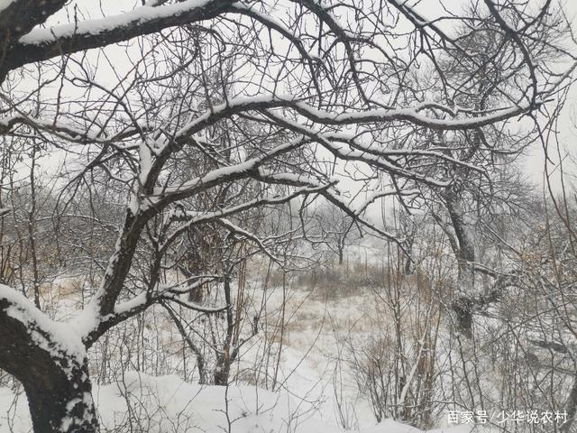 北方的冬天雪后景色