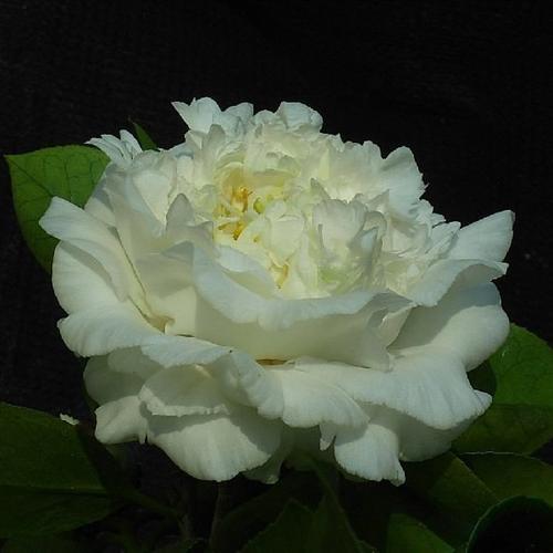 白色夏威夷_金华米可苗木有限公司-米可茶花,小苗,,四