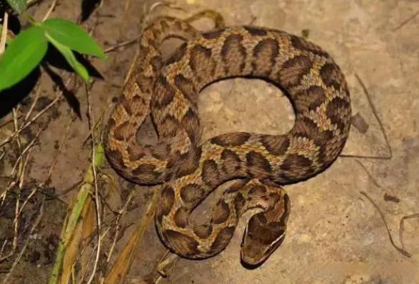 我国分布最为广泛且数量较多的有毒蛇类之一:短尾蝮