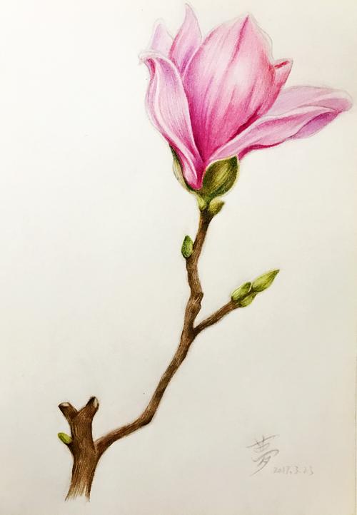 玉兰花|纯艺术|彩铅|落红满径 - 原创作品 - 站酷