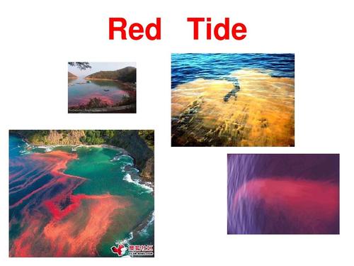 赤潮red tide 原创的精美英文ppt