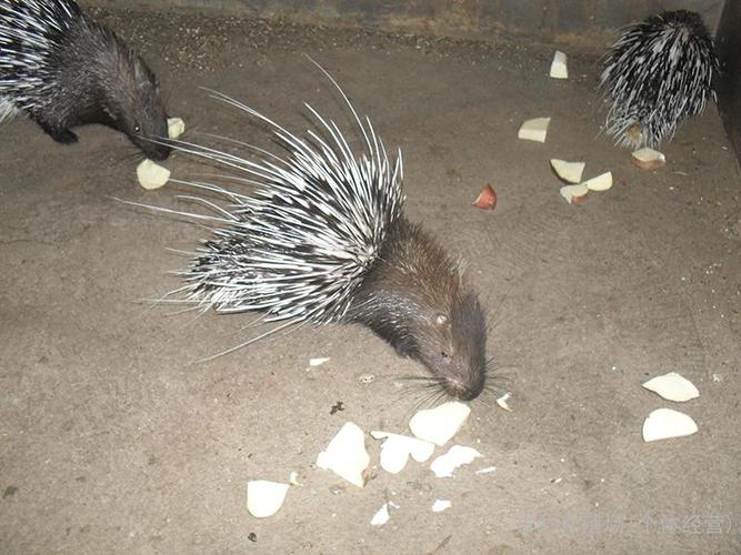 大量出售中华豪猪,母猪,猪公,猪仔