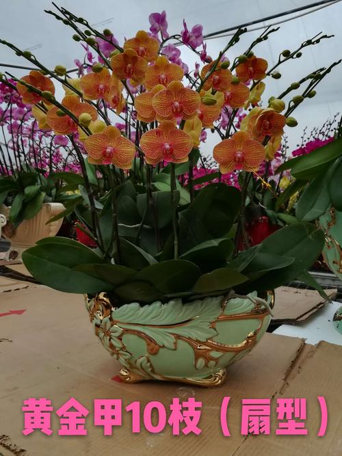 蝴蝶兰艺术组盆