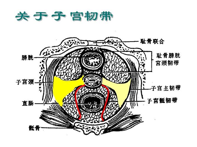 关 于 子 宫韧带