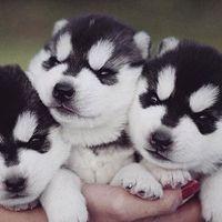 超萌小二哈图片 呆萌可爱小二哈图片_微信头像图片大全