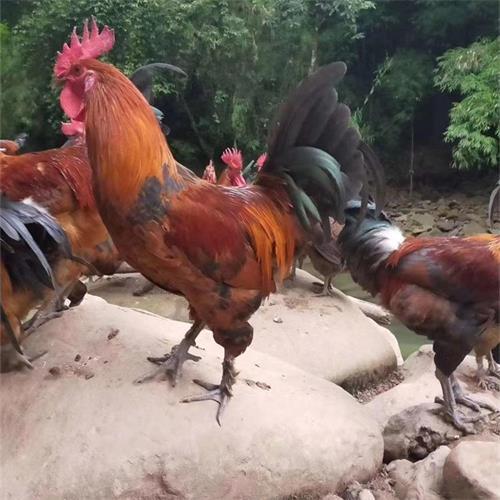 广安附近肉鸡苗品种-简阳正源土鸡_河北网络广播电视