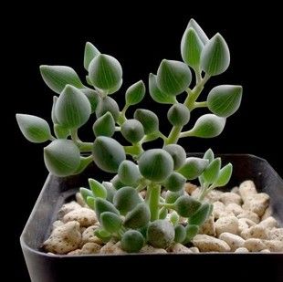 锦上珠 菊科 千里光属 多肉植物 防辐射 盆栽花卉 多肉体验馆