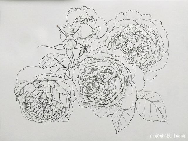 彩铅线描花卉——舞动着彩色翅膀的月季花精灵