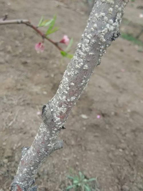 桃树树干上白色东西是什么,有些树已经死了,是这个原因么?求防治方法