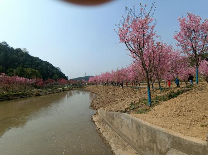 醉美湘潭七星村200亩樱花争相怒放