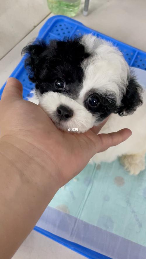 灰白花黑白花泰迪_泰迪_大丰吾悦广场自由行热门攻略