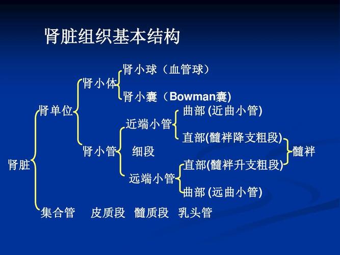 囊) ` 肾单位 曲部 (近曲小管) ` 近端小管 ` 直部(髓袢降支粗段) `